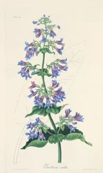 Eiförmiges Penstemon, aus Floral Illustrations of the Seasons, veröffentlicht 1829