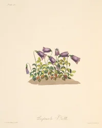 Rostrote Glockenblume, aus Floral Illustrations of the Seasons, veröffentlicht 1829