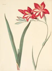 Prachtvolle Korn-Flagge, aus Floral Illustrations of the Seasons, veröffentlicht 1829