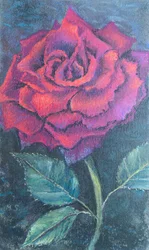 Schönheit der Rose.