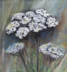 Wiesenkerbel (Anthriscus Sylvestris)