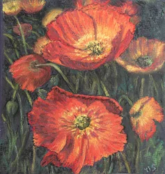 Erste Mohnblumen.