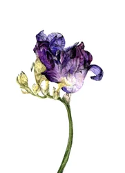 Freesienblume, 2018