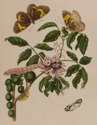 Illustration aus 