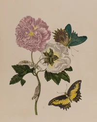 Illustration aus 