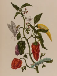 Illustration aus 