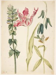 3 Blumen, in der Mitte eine Tulpe