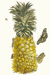Ananas mur. Aus dem Buch Metamorphosis insectorum Surinamensium, 1705