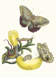 Baccores. Aus dem Buch Metamorphosis insectorum Surinamensium
