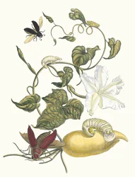 Battattes. Aus dem Buch Metamorphosis insectorum Surinamensium, 1705