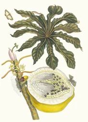 Carica papaya. Aus dem Buch Metamorphosis insectorum Surinamensium, 1705