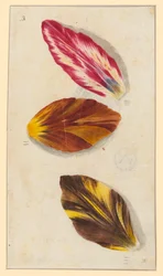 Einzelne Tulpenblätter