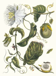 Marquiaas. Aus dem Buch Metamorphosis insectorum Surinamensium, 1705