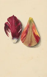 Zwei Tulpenblätter