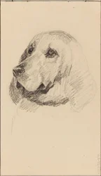 Kopf eines Hundes