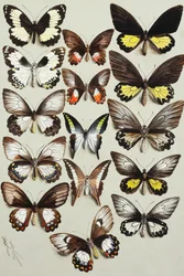 Fünfzehn Schwalbenschwanz-Schmetterlinge (Familie Papilionidae) in drei Spalten