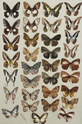 Dreiunddreißig Schmetterlinge, in vier Spalten, gehörend zu den Familien Papilionidae und Danainae