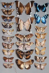 Vierundzwanzig Motten, in drei Spalten, hauptsächlich aus der Familie Noctuidae