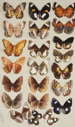 Zweiundzwanzig Schmetterlinge in drei Spalten, alle zur Familie der Nymphalidae gehörend