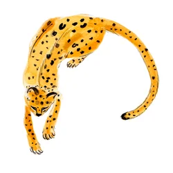 Gekräuselter Leopard