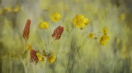 Träumerische Wiesenblumen