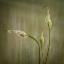 Gelassene Lilienblüten