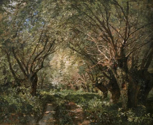 Weidenallee in Stillfried an der March