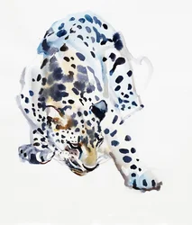 Arabischer Leopard, 2008