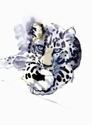 Arabischer Leopard, 2008