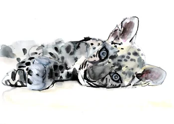 Arabischer Leopardenjunges, 2008