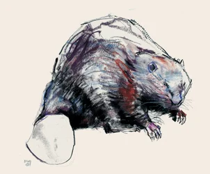 Castor Fiber, 2001