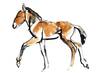 Fohlen (Przewalski)