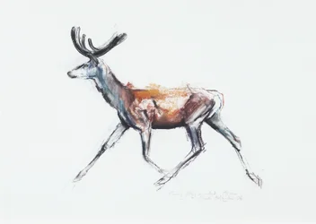 Laufender Hirsch im Samt, Polsen, 2006
