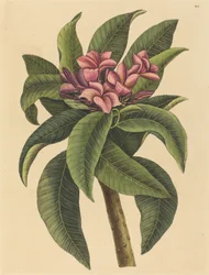 Rote Frangipani Plumeria rubra, veröffentlicht 1731-1743