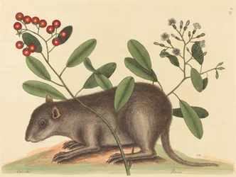 Der Bahama-Kaninchenratte (Mus Monax)
