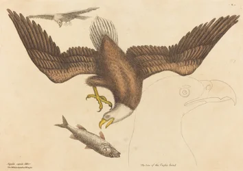 Der Weißkopfseeadler (Falco leucocephalus)