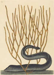 Die schwarze Muräne (Muraenae helenae varietas)