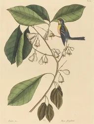 Der Finkenkletterer (Parus americanus)