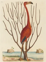 Der Flamingo Phoenicopterus ruber, veröffentlicht 1731-1743