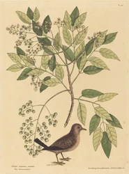 Die Bodentaube Columba passerina