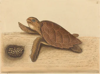 Die Karettschildkröte (Testudo caretta)
