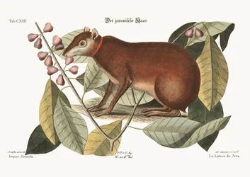 Der Java-Hase, 1749-73