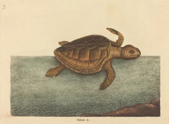 Die Unechte Karettschildkröte (Testudo Cavanna)