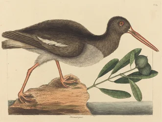 Der Austernfischer (Haematopus ostralegus)