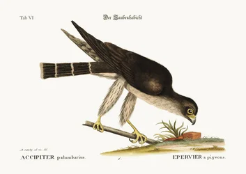 Der Taubenfalke, 1749-73