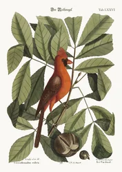 Der rote Vogel