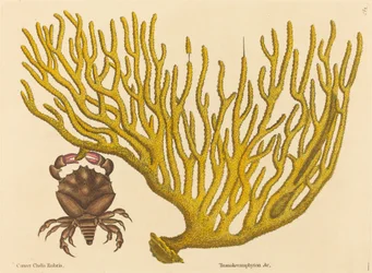 Der Rotklauenkrabbe Cancer erythropus, veröffentlicht 1731-1743