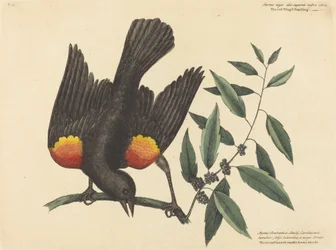 Der Rotflügelstar Oriolus phoeniceus, veröffentlicht 1754