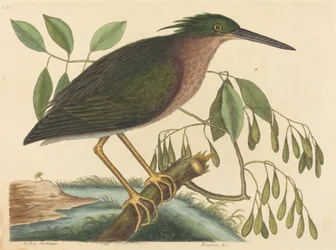 Der kleine Reiher (Ardea virescens)