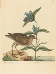 Die Soree (Rallus Virginianus)